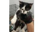 Adopt Sully a Domestic Short Hair