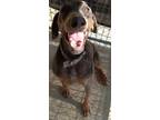 Adopt Shane a Doberman Pinscher