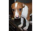 Adopt Terry a Boxer, Pit Bull Terrier