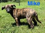 Adopt Mike (LilyCove) #6 a Mixed Breed