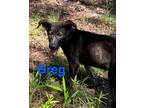 Adopt Greg (LilyCove) #5 a Mixed Breed