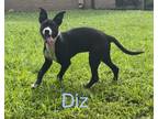 Adopt Dizz a Mixed Breed