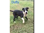 Adopt Duffy a Mixed Breed