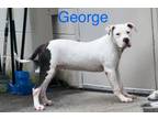 Adopt George a Pit Bull Terrier