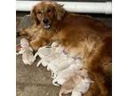 AKC Golden Retriever Puppies