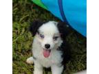Miniature Australian Shepherd Puppy for sale in Bryan, TX, USA