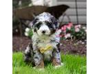 Mutt Puppy for sale in Sugarcreek, OH, USA