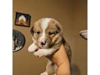 Cardigan Welsh Corgi Puppy for sale in Neosho, WI, USA
