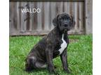Adopt Waldo a Pit Bull Terrier, Great Dane