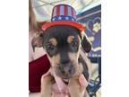 Adopt Theon Greyjoy a Miniature Pinscher, Terrier