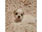 Shih Tzu Puppy for sale in Live Oak, FL, USA