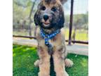 Aussiedoodle Puppy for sale in Canyon Lake, TX, USA
