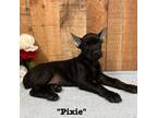 Black Doberman - Pixie