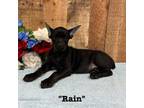Rain - Black Doberman