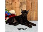 Royal - Melanistic