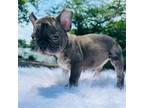 French Bulldog Puppy for sale in Littleton, MA, USA