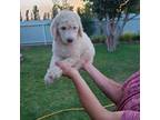 Mutt Puppy for sale in Seminole, TX, USA