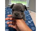 French Bulldog Puppy for sale in Charlotte, NC, USA