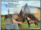 Meet Nate" Chocolate Rocky Mountain Gelding - Available on [url removed]