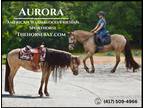 Meet Aurora Champagne American Warmblood/Friesian X Mare - Available on