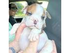 Olde English Bulldogge Puppy for sale in Boaz, AL, USA