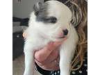 Pomeranian Puppy for sale in Salinas, CA, USA