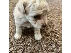 Poodle (Toy) Puppy for sale in Turlock, CA, USA