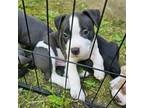 American Pit Bull Terrier Puppy for sale in Rochester, NY, USA
