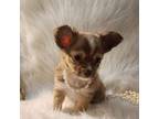 Chihuahua Puppy for sale in Eubank, KY, USA
