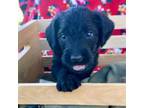Labradoodle Puppy for sale in Perry, MO, USA