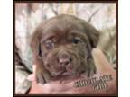 Labrador Retriever Puppy for sale in Redding, CA, USA