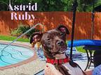 Astrid Ruby Boston Terrier Adult Female