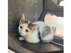 Domestic Shorthair Kitten Female