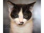 Vienna Domestic Shorthair Young Female