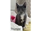 Thumper, Domestic Shorthair For Adoption In Quinton, Virginia