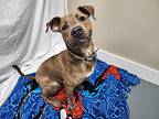 Dexter, Terrier (unknown Type, Medium) For Adoption In Troy, Missouri