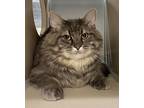 Gypsy, Domestic Mediumhair For Adoption In Lincoln, Nebraska