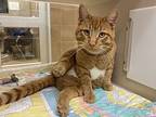 Maxton, Domestic Shorthair For Adoption In Lincoln, Nebraska