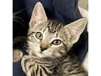 Mckennah - Reduced Fee!, Domestic Shorthair For Adoption In Jefferson, Wisconsin