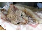 Luci - Reduced Fee!, Domestic Shorthair For Adoption In Jefferson, Wisconsin