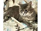 Chester, Maine Coon For Adoption In Harrisburg, North Carolina