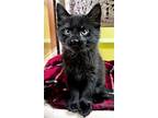 Bam, Domestic Mediumhair For Adoption In Jefferson, Wisconsin