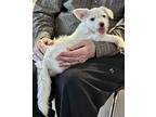 Avory, Jack Russell Terrier For Adoption In Gretna, Florida