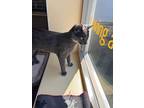 Grace, Domestic Shorthair For Adoption In Campbell River, British Columbia