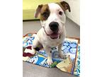 Zeus, Border Terrier For Adoption In Alexandria, Virginia