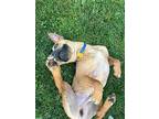 Boston, American Pit Bull Terrier For Adoption In Kettering, Ohio