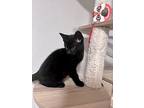 Inky, Domestic Shorthair For Adoption In Milpitas, California