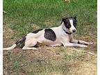 Sian, Rat Terrier For Adoption In Cumming, Georgia