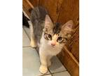 Beyonce, Domestic Shorthair For Adoption In Miami, Florida