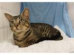 Oliver, Domestic Shorthair For Adoption In Richardson, Texas